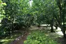 Faial Botanical Garden