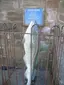 The Fish