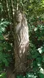 Wooden Lady Statue
