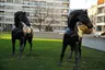 Sans titre [cheval]