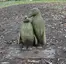 Pinguine