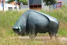 Wisent