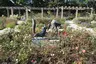 Fuchs und Storch