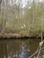 Knospen