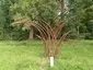 Carex-Segge