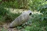 Silberfisch im Englischen Garten