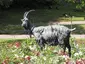 Buck statue