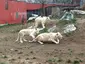 Zoo Hodonín