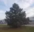 1000 gecs tree