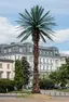 Palm