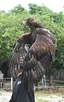 Le Rocher des aigles