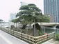 蛸の松