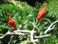 Zoo di Santa Ana