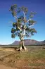 Cazneaux Tree Cazneaux Tree