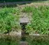 Kanaleinleitung bei der Schleuse 65