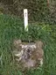 Medieval wayside cross base on Creed Hill, 400m south of Grampound