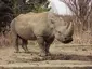 White rhinoceros White rhinoceros
