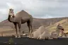 Camel Family Monument Camel Family Monument