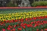 Indira Gandhi Memorial Tulip Garden