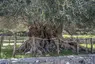 Monumental Olive Tree of Azorias