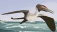 Pterodactylus Pterodactylus