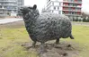 Schaap