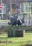 Vechtende kalkoenen