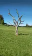 Traumzauberbaum Traumzauberbaum