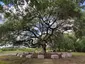 Rafferty Memorial Oak Rafferty Memorial Oak