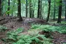 Großsteingrab Drangstedt 1