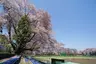 町田中央公園 町田中央公園