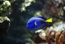 Tropicarium