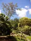 Wahiawa Botannical Garden Wahiawa Botannical Garden