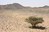 Battle of Al-Harra Battle of Al-Harra