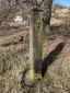Wayside cross in Chlum Wayside cross in Chlum