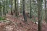 Burg Wildentierberg Burg Wildentierberg