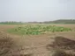 Großsteingrab Gohlau 3