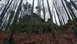 Klenov