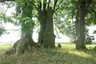 Pomník obětem války 1866