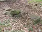 Steinkiste Malchin 1 und 2