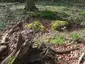 Großsteingrab Malchin 3