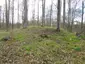 Großsteingrab Forst Tarnow 2