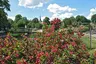 Rosengarten Rosengarten