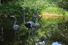Drei Flamingos Drei Flamingos