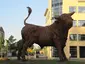 De Stier