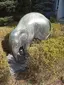 Baby elephant