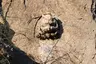 Lion Head Lion Head