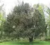 Florence Court Irish Yew