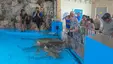 Curaçao Sea Aquarium Curaçao Sea Aquarium