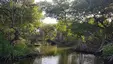 Curaçao Rif Mangrove Park Curaçao Rif Mangrove Park